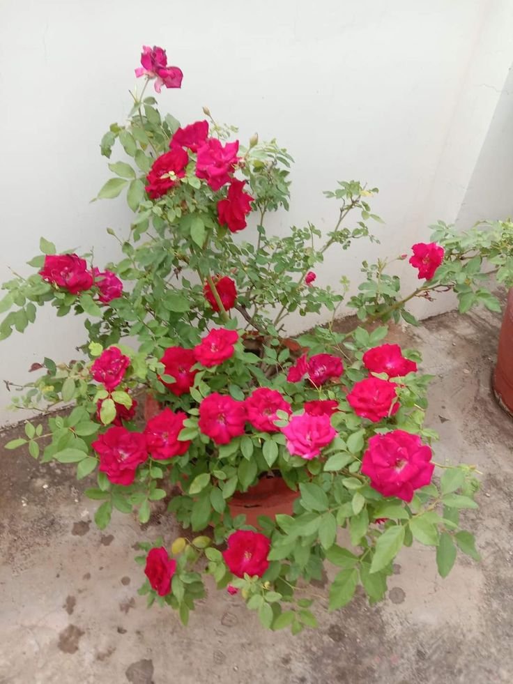 Desi Gulaab (Rose)